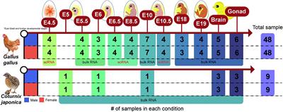 RNA sequencing analysis of sexual dimorphism in Japanese quail